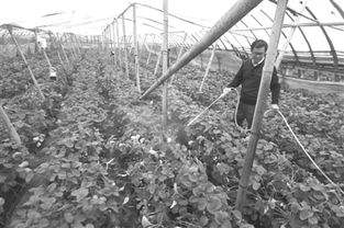臺州舉辦無農藥移動臭氧滅菌機展示會 推動草莓綠色種植技術升級
